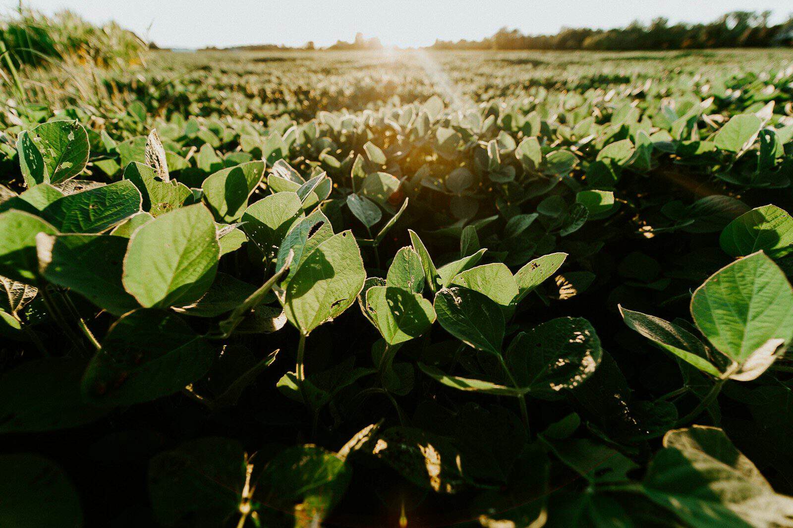 Alimento ganhou destaque pelo seu valor nutricional. (Créditos: Unsplash /Meredith Petrick)