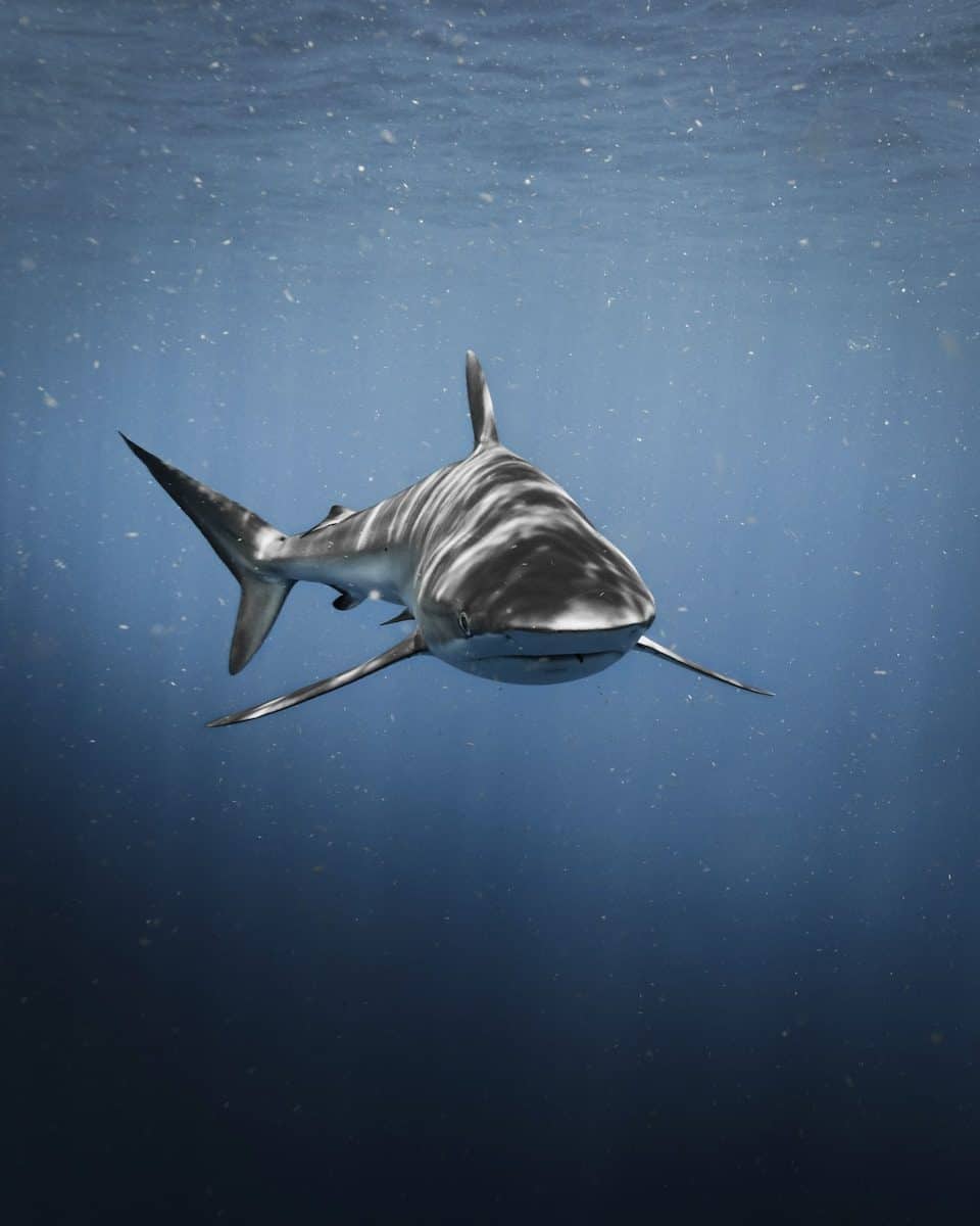 A shark swimming through deep blue water with suspended particles