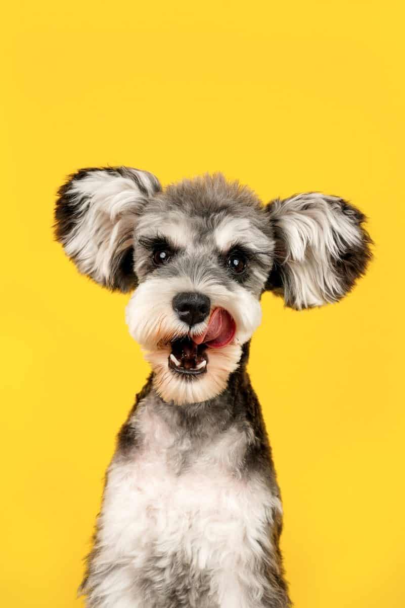 Projeto de lei trata da relação entre despesas com pets e o Imposto de Renda. (Créditos: Unsplash / Alvan Nee)