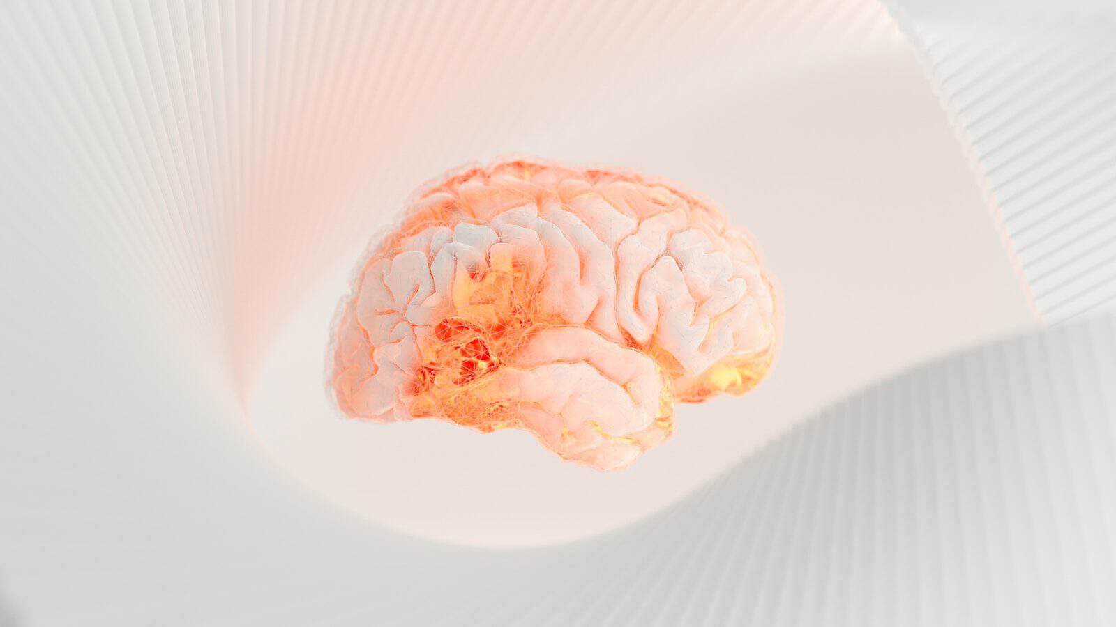 a close up of a human brain on a white surface