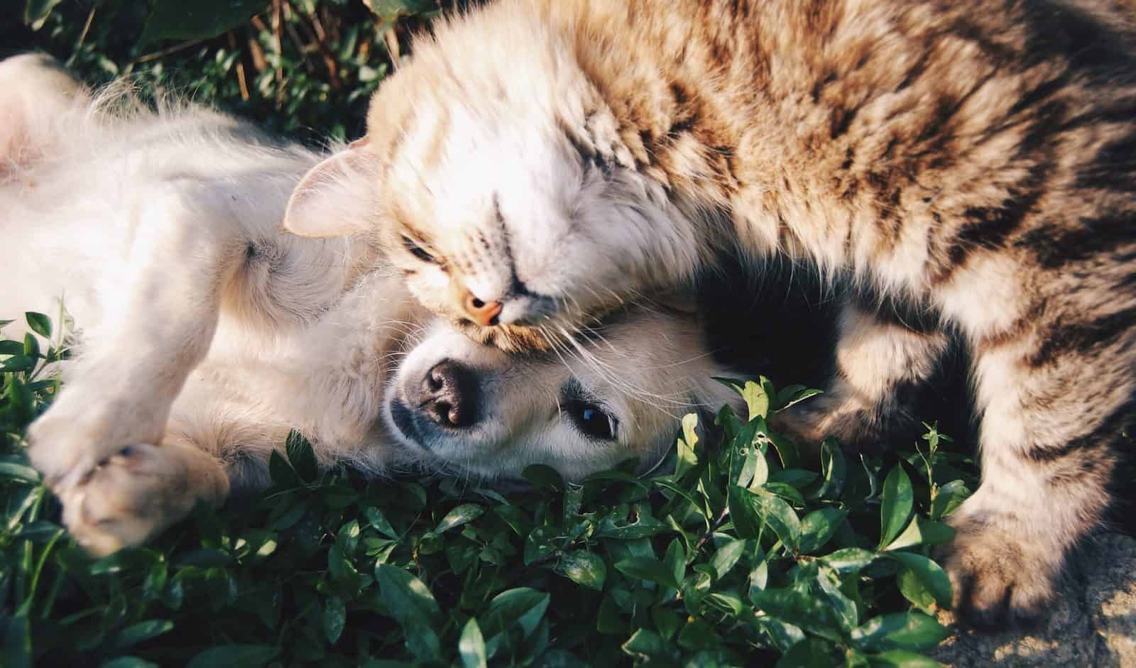 Possível benefício fiscal chama atenção de tutores em todo o país. (Créditos: Unsplash / Krista Mangulsone)