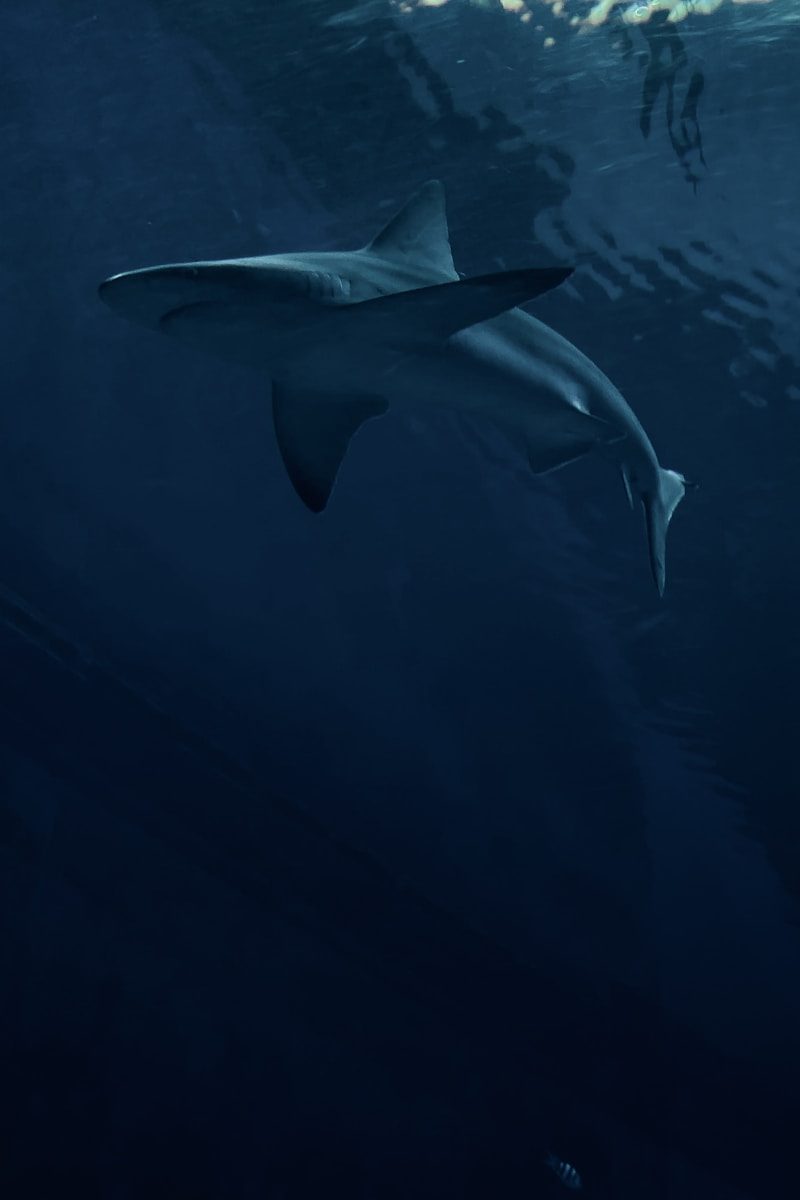 white shark under the sea
