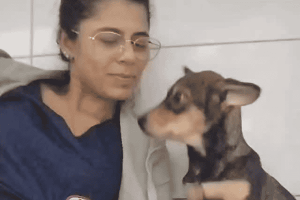 Após sofrer violência, cadelinha encontra segurança nos braços de veterinária e gesto emociona