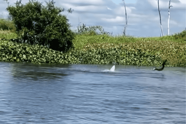 Boto enfrenta peixe elétrico em cena rara registrada na Amazônia