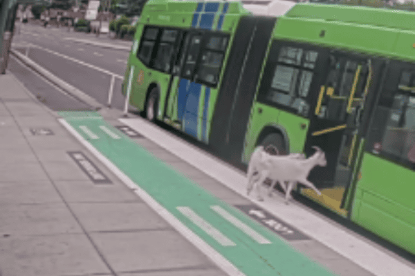 Cabras entram em ônibus e surpreendem passageiros durante viagem
