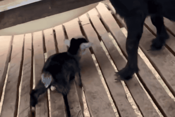 Cabritinho recém-nascido é resgatado após ficar com a patinha presa no assoalho de uma fazenda
