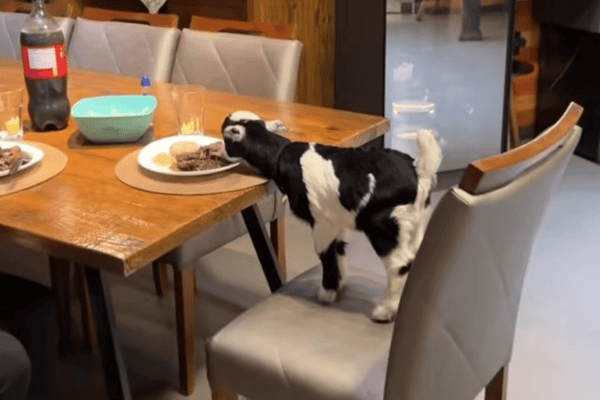 Cabritinho sobe na cadeira e decide provar a feijoada da tutora diretamente do prato