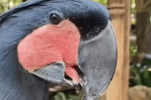 Cacatua demonstra coordenação impressionante ao manipular alimento com a língua