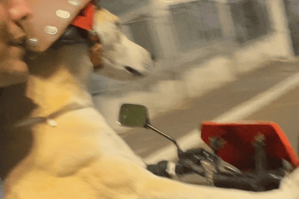 Cachorro de capacete e óculos viraliza ao aparecer ‘pilotando’ moto pelas ruas da Bahia