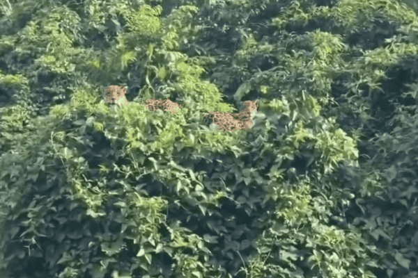 Cinegrafista registra cena impressionante de onças descansando no topo de uma árvore na Amazônia