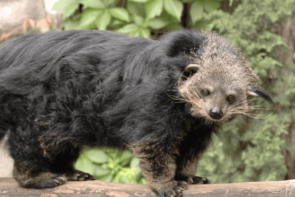 Conheça o binturong, o curioso ‘gato-urso’ que cheira a pipoca