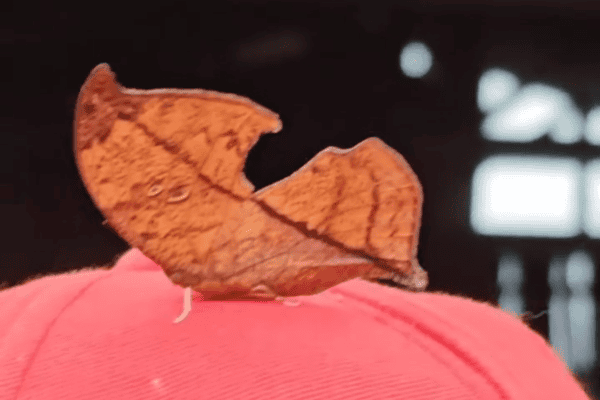 Filha flagra borboleta que parece folha pousada na cabeça da mãe