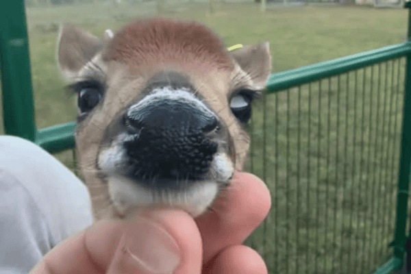 Pequeno cervo encanta a internet com sua fofura