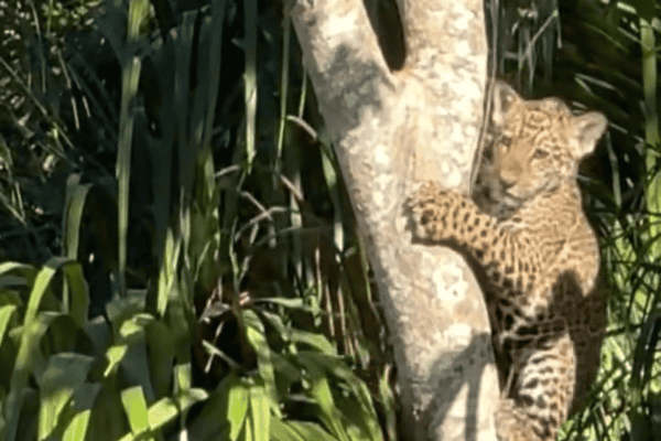 Filhote de onça sobe em árvore para fugir de bando de queixadas no Pantanal