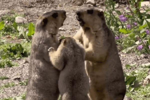 Filhote tenta apartar briga de marmotas e cena divertida viraliza nas redes sociais