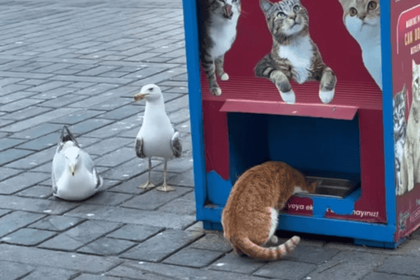 Gaivotas imitam gatos para tentar conseguir comida e cena surpreende turistas