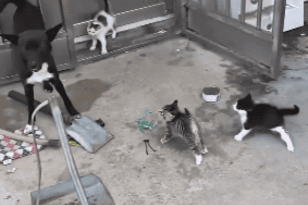 Gatinhos encurralam cachorro e mostram que tamanho não é documento