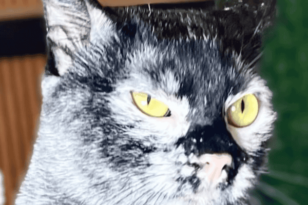 Gato com vitiligo chama a atenção nas redes sociais