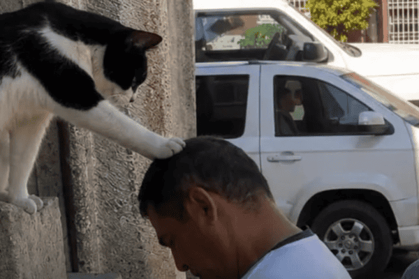 Gato viraliza ao “abençoar” fiéis na entrada de igreja no México