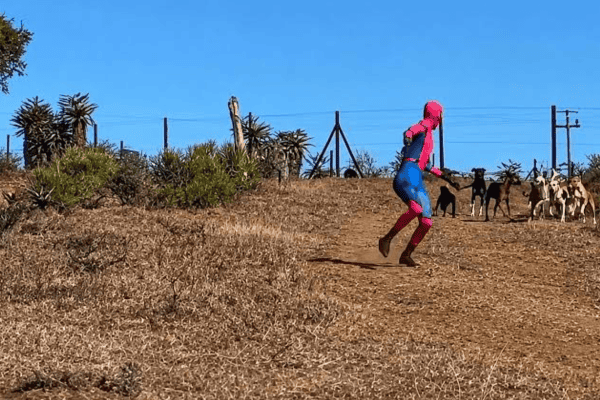 Homem fantasiado de Homem-Aranha é perseguido por cachorros e cena inusitada viraliza