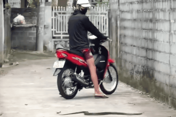 Homem tenta passar por cima de cobra com moto e acaba surpreendido pela reação do animal
