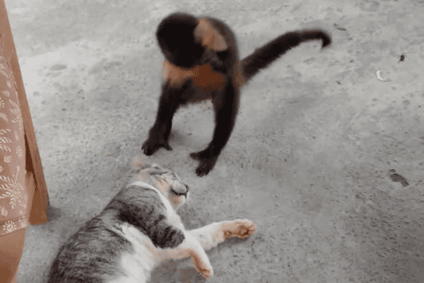 Macaquinho não dá sossego para gato e felino preguiçoso nem se move