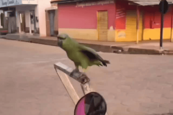 Papagaio entra no ritmo de fanfarra e protagoniza cena divertida