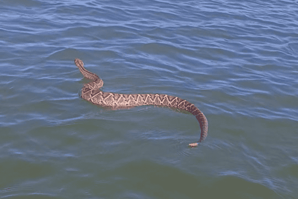 Pescador fica surpreso ao ver cascavel nadando em direção à canoa