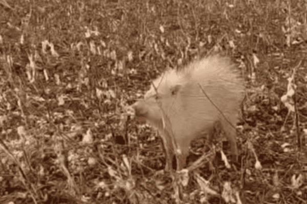 Raro porco-do-mato albino é flagrado no Mato Grosso