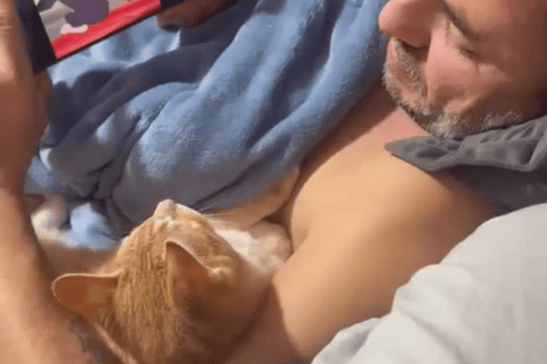 Tutor encontra forma inusitada de acalmar gato energético