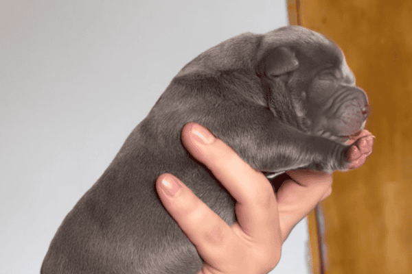 Tutor mostra antes e depois de cachorro após um ano e diferença de tamanho impressiona