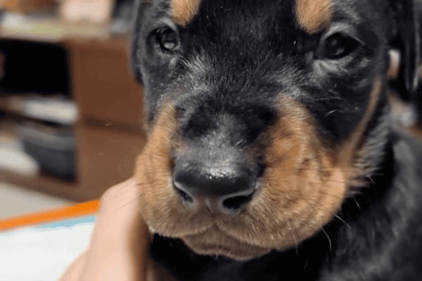 Tutora tenta ensinar filhote a latir mais “grosso”, mas reação do cachorrinho encanta