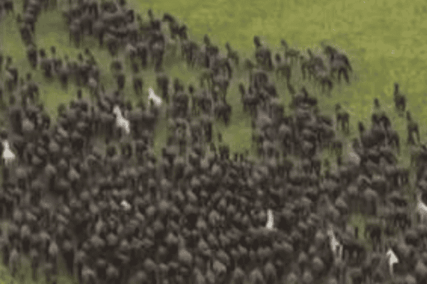 Vídeo mostra cenário impressionante com milhares de cavalos vivendo soltos no Cazaquistão