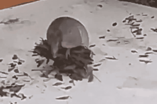 Vídeo mostra tatu usando técnica curiosa para coletar folhas