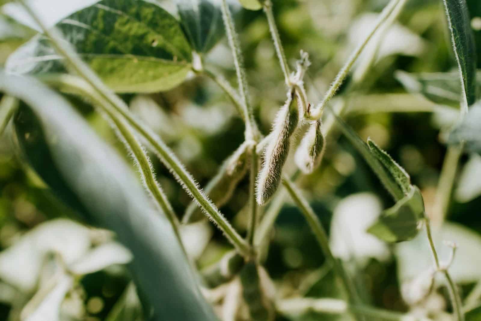 Soja também fornece fibras, vitaminas e minerais. (Créditos: Unsplash / Kelly Sikkema)