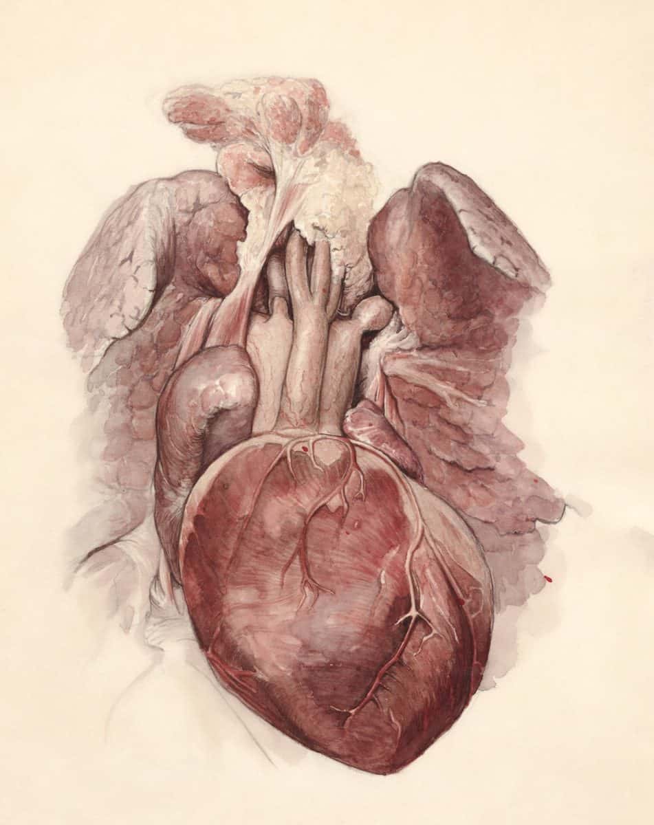 O acompanhamento médico reduz os riscos de novas complicações cardíacas. (Créditos: Unsplash / Europeana)