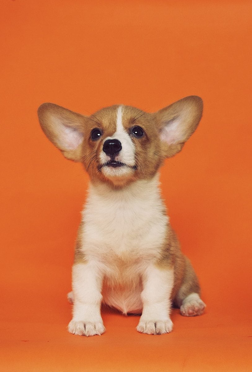 Cuidados veterinários estão entre os gastos citados na proposta. (Créditos: Unsplash / Alvan Nee)