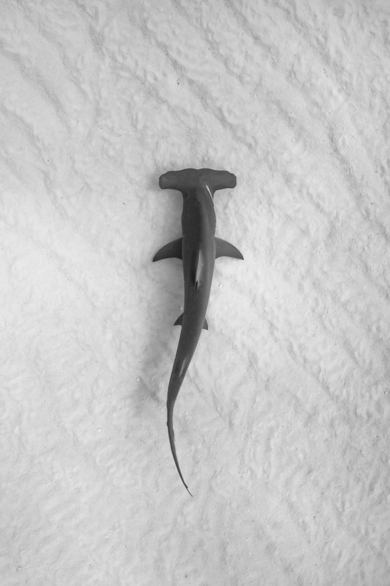 A hammerhead shark swimming over a light sandy seabed