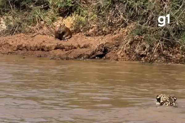 Capivara consegue escapar de ataque de onça-pintada no Pantanal de MT; vídeo impressiona