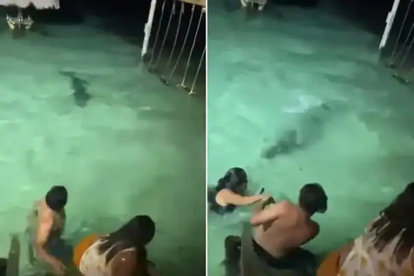 Vídeo: Turistas quase atacados por crocodilo durante banho noturno em Caye Caulker