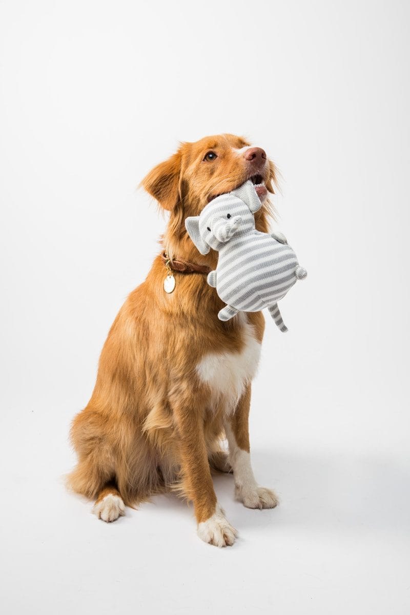 Animais de estimação ganham espaço em debate sobre benefícios tributários. (Créditos: Unsplash / FLOUFFY)