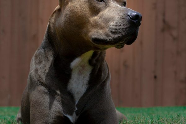 Pitbull pode ser proibido no Brasil? Projeto reacende debate e divide opiniões nas redes