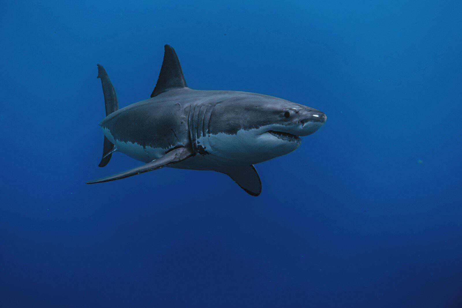 a great white shark swimming in the ocean