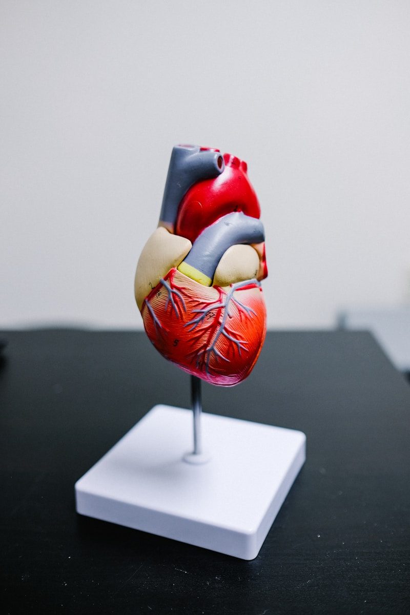 Alimentação equilibrada e atividade física auxiliam na proteção do coração. (Créditos: Unsplash / Quilia)