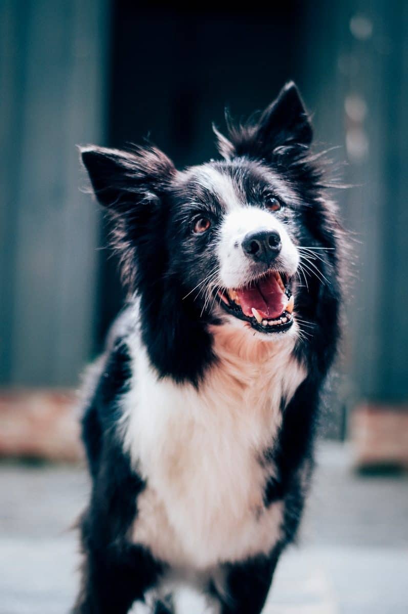 Mudança pode alterar a forma como despesas com pets são tratadas no futuro. (Créditos: Unsplash / Baptist Standaert)