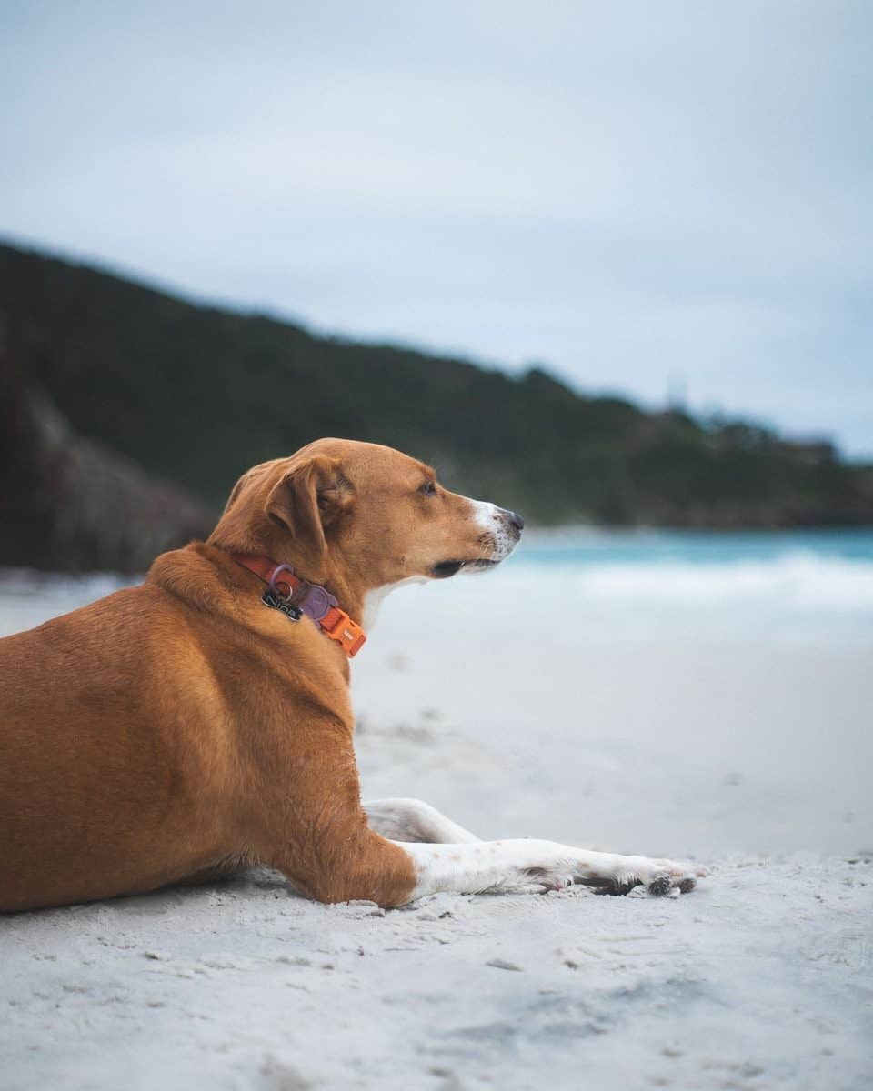 O caso despertou apoio de pessoas sensibilizadas com a situação do cachorro. (Créditos: Unsplash / Nando Martins)