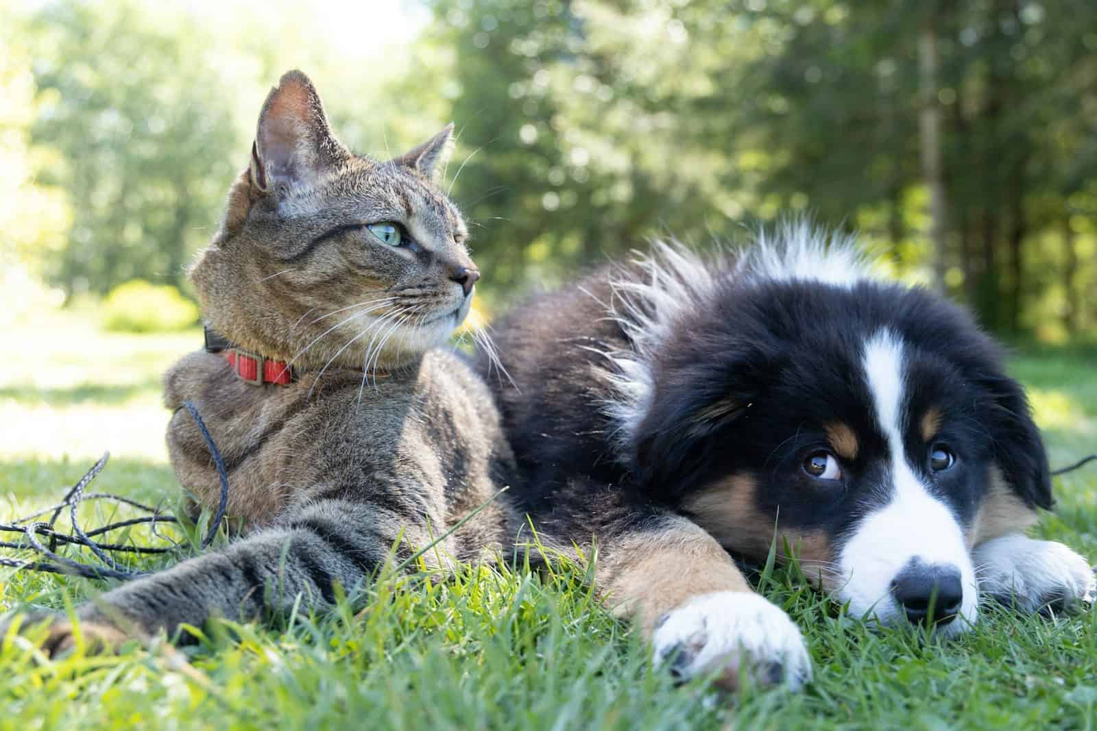 Proposta busca reduzir o impacto financeiro dos cuidados com animais de estimação. (Créditos: Unsplash / Andrew S)