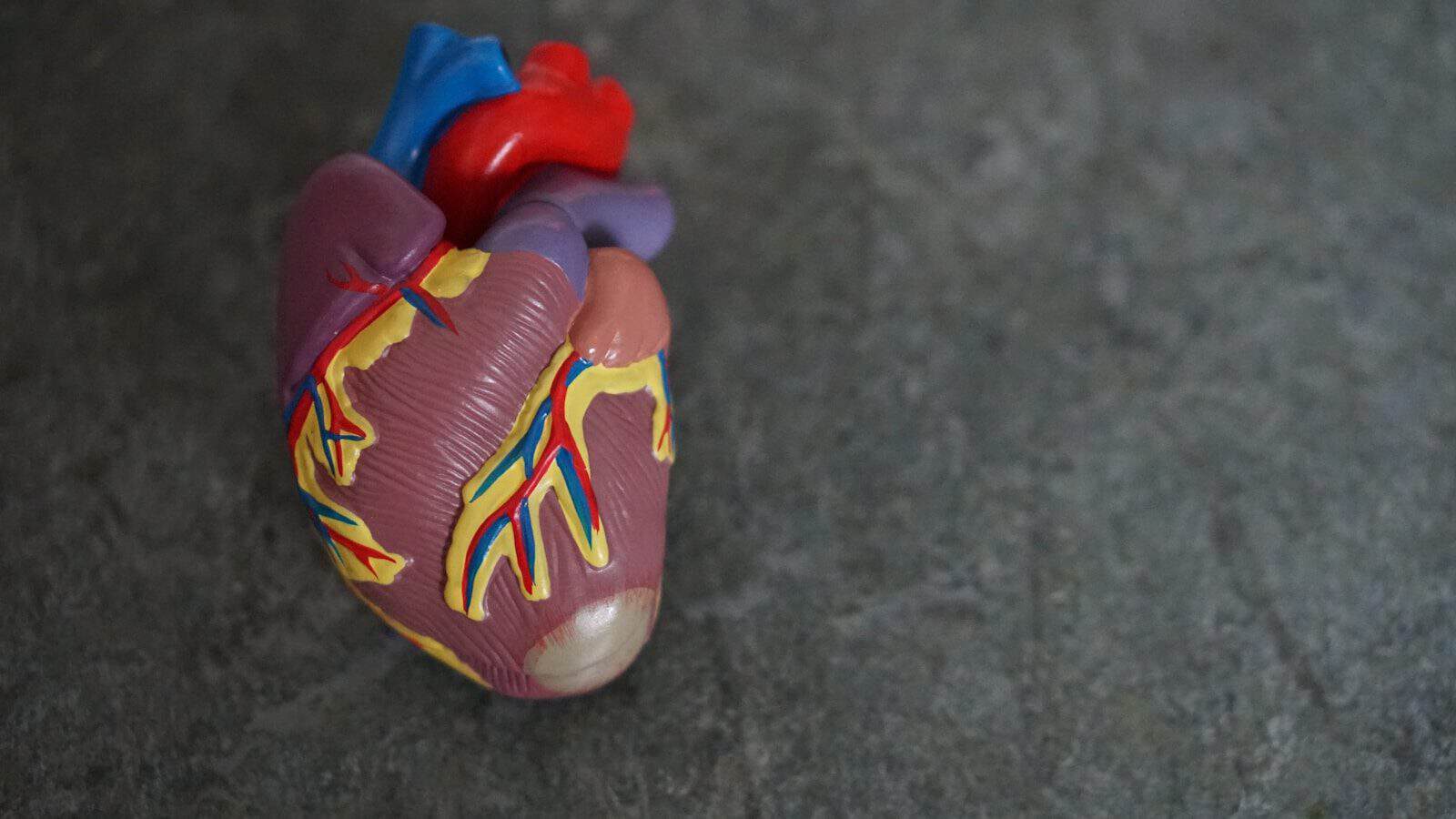 O tratamento cardiovascular continua mesmo após a alta hospitalar. (Créditos: Unsplash / Robina Weermeijer)
