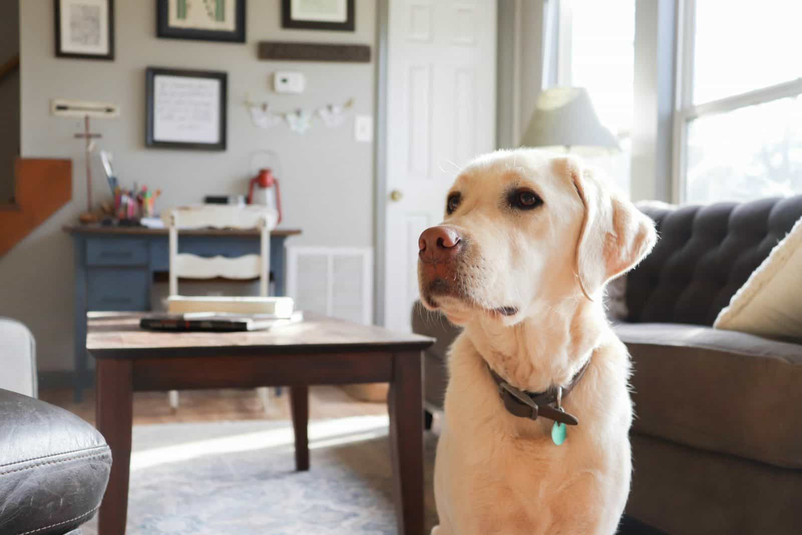 a dog sitting on a chair