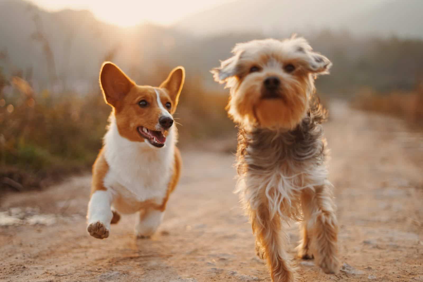 Debate envolve o reconhecimento dos custos de quem mantém animais de estimação. (Créditos: Unsplash / Alvan Nee)